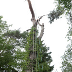 最も高い枝にアンカーポイント設置、GRCSで吊り上げます